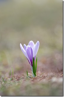 finally, crocus are coming